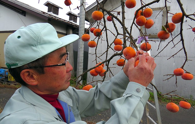 晴れた日の柿捥ぎ