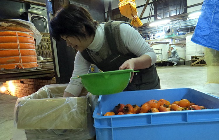 柿の渋抜き作業