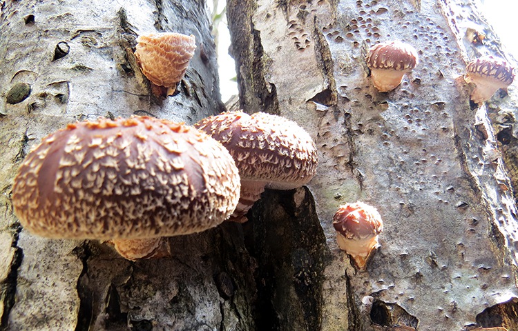 生える “しいたけ”