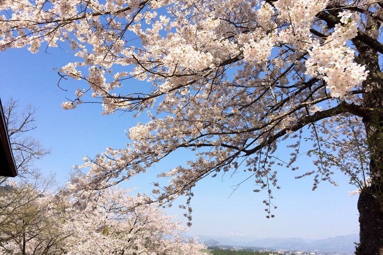 八乙女公園の桜
