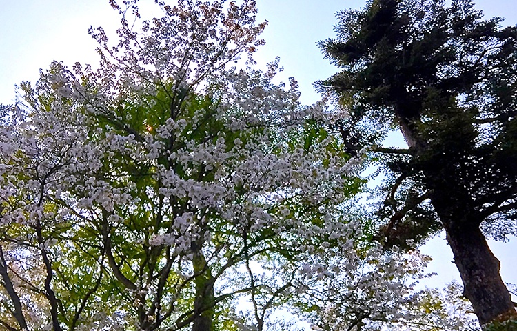 山桜散りました