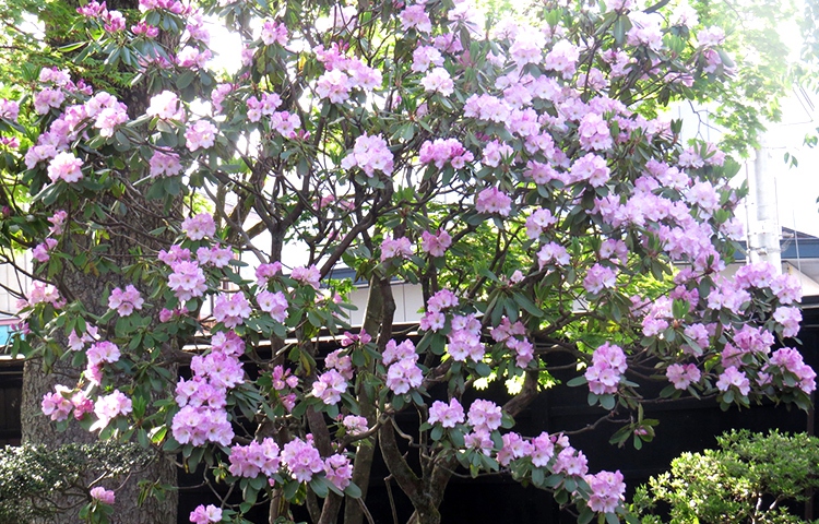 石楠花の花が咲く