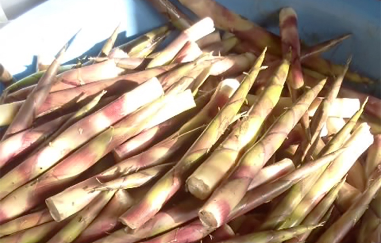 旬のおいしいものGET