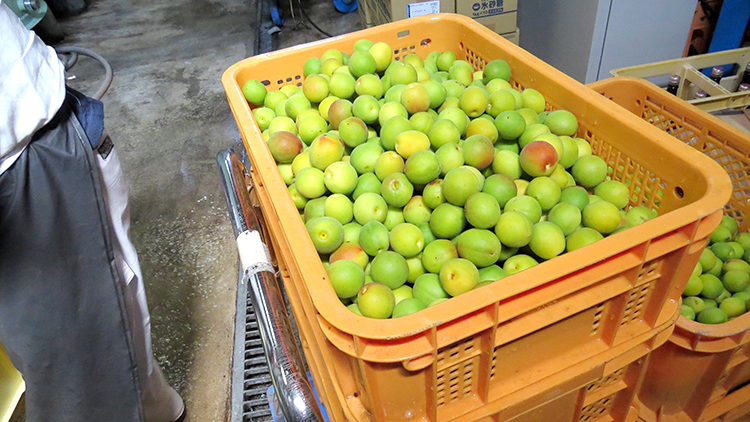 うめ酒、仕込みました！