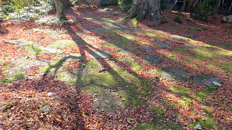 落ち葉の絨毯