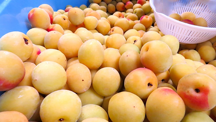 梅干しの仕込みはじめました