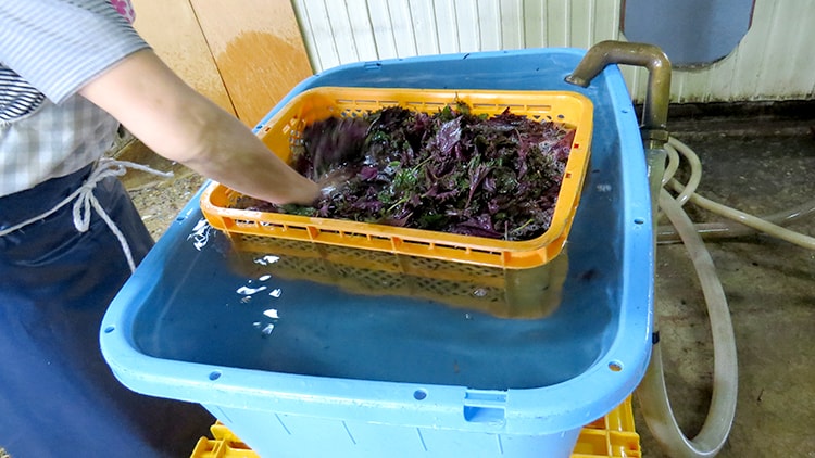 赤紫蘇の仕込み