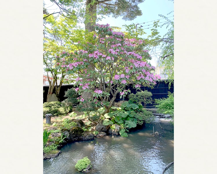 石楠花が咲き始めました！