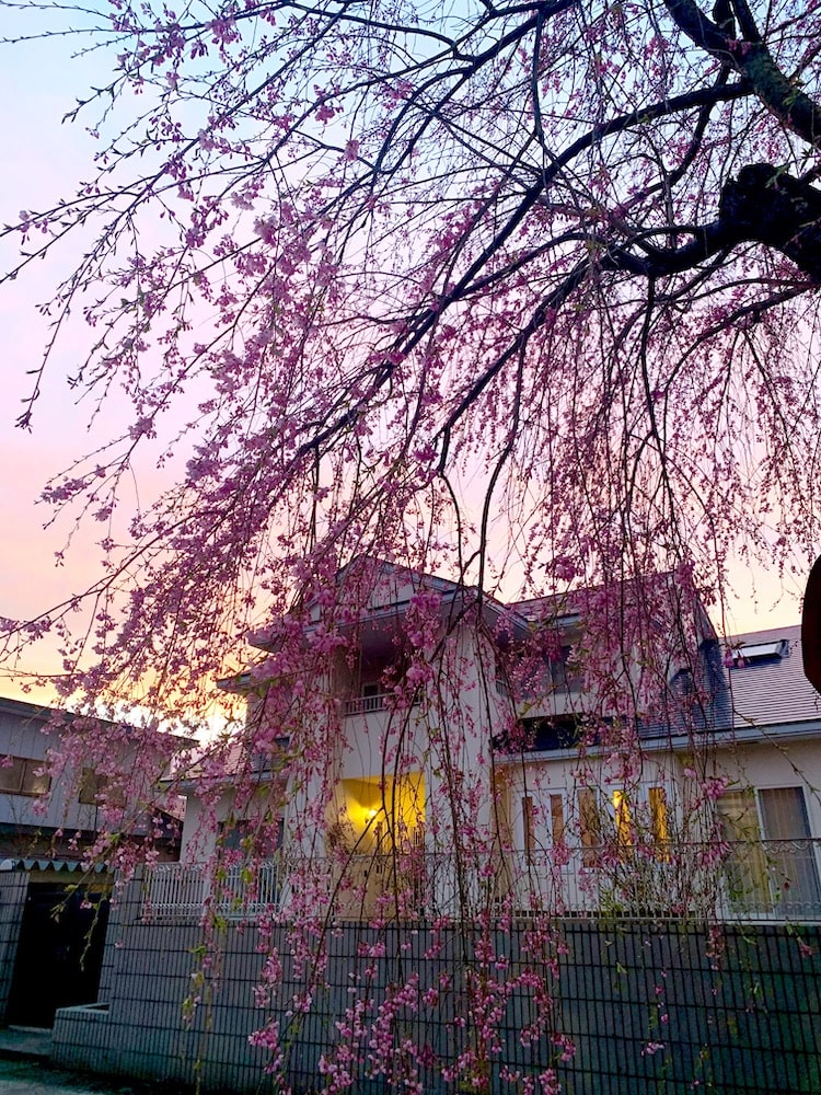 夕日と枝垂れ桜