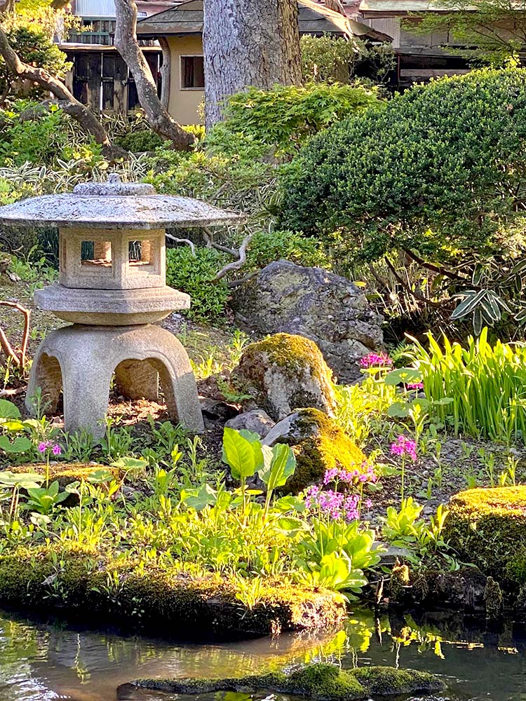 今年も九輪草が咲きました。