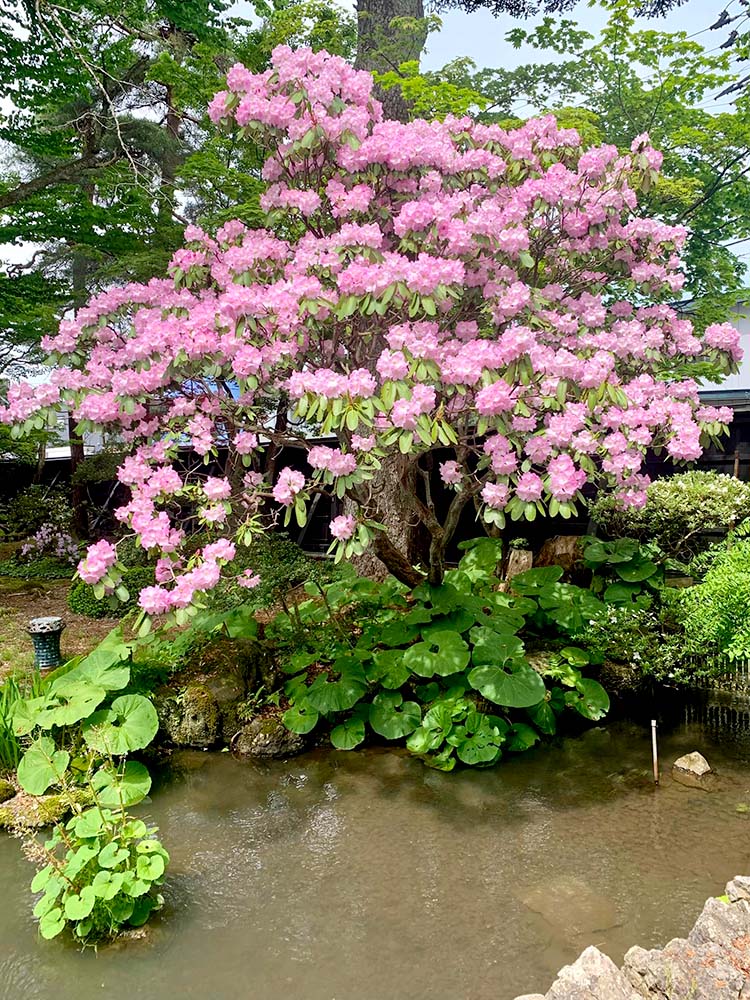 石楠花が満開です。