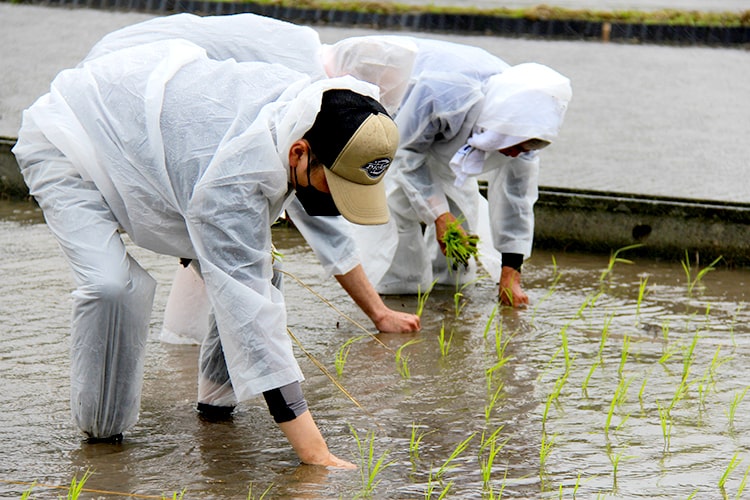 秋田村で山田錦の田植え